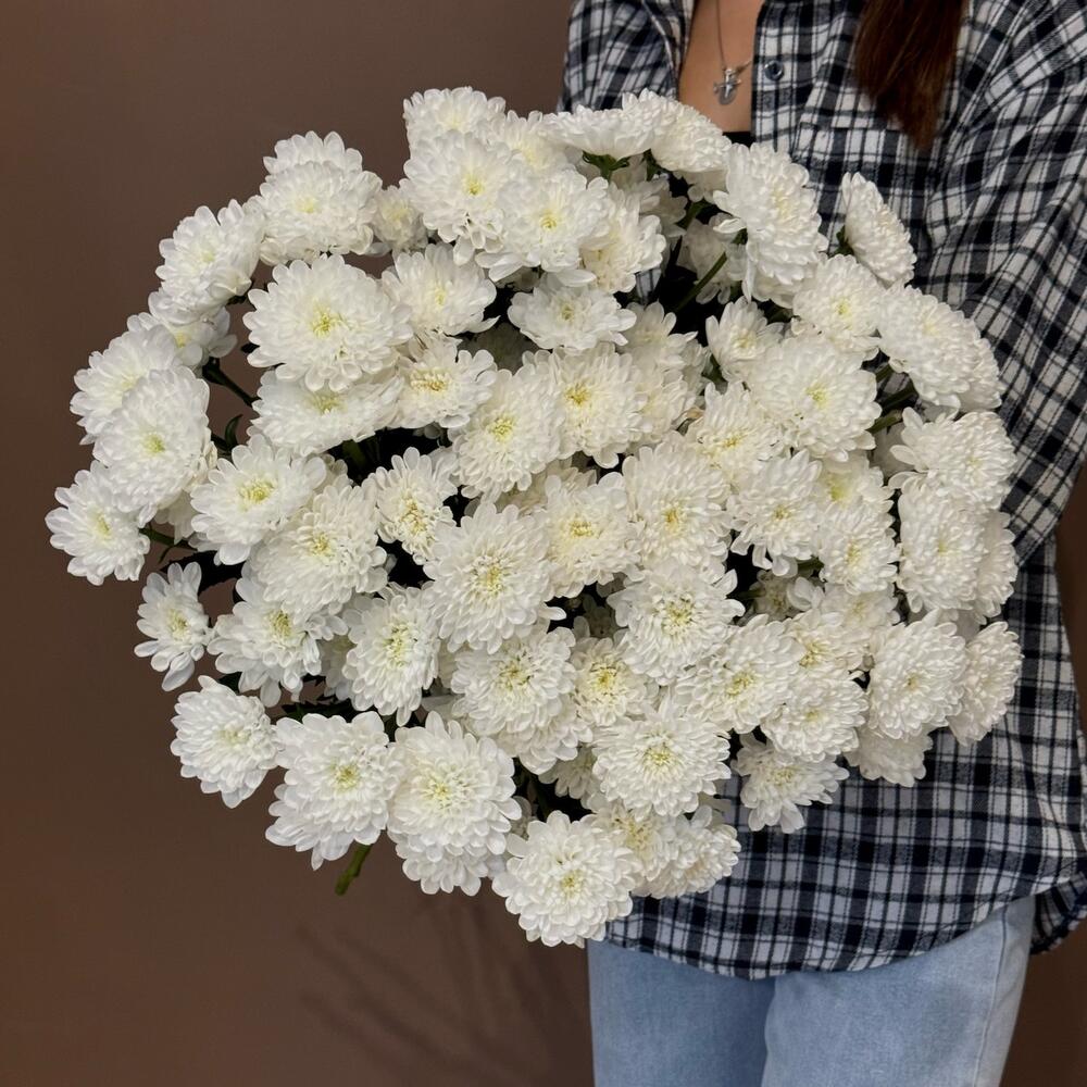 Стойкая хризантема