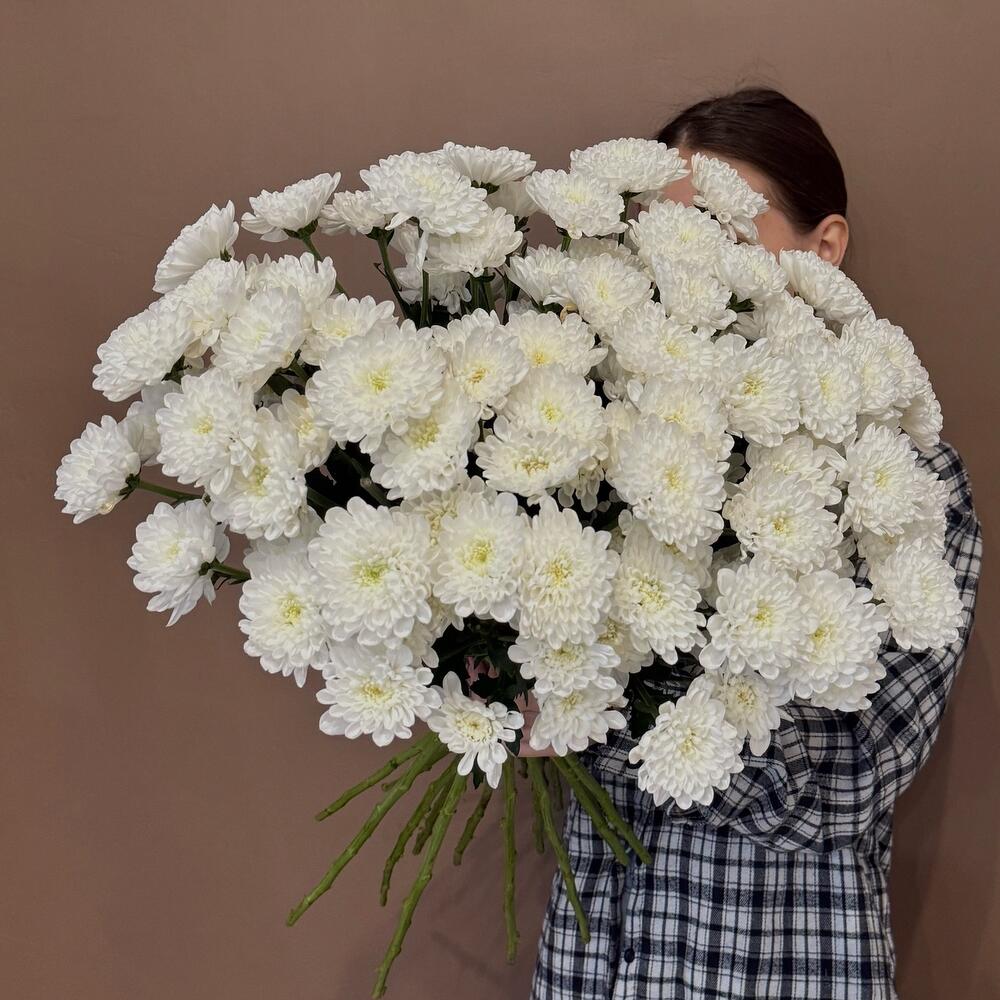 Стойкая хризантема