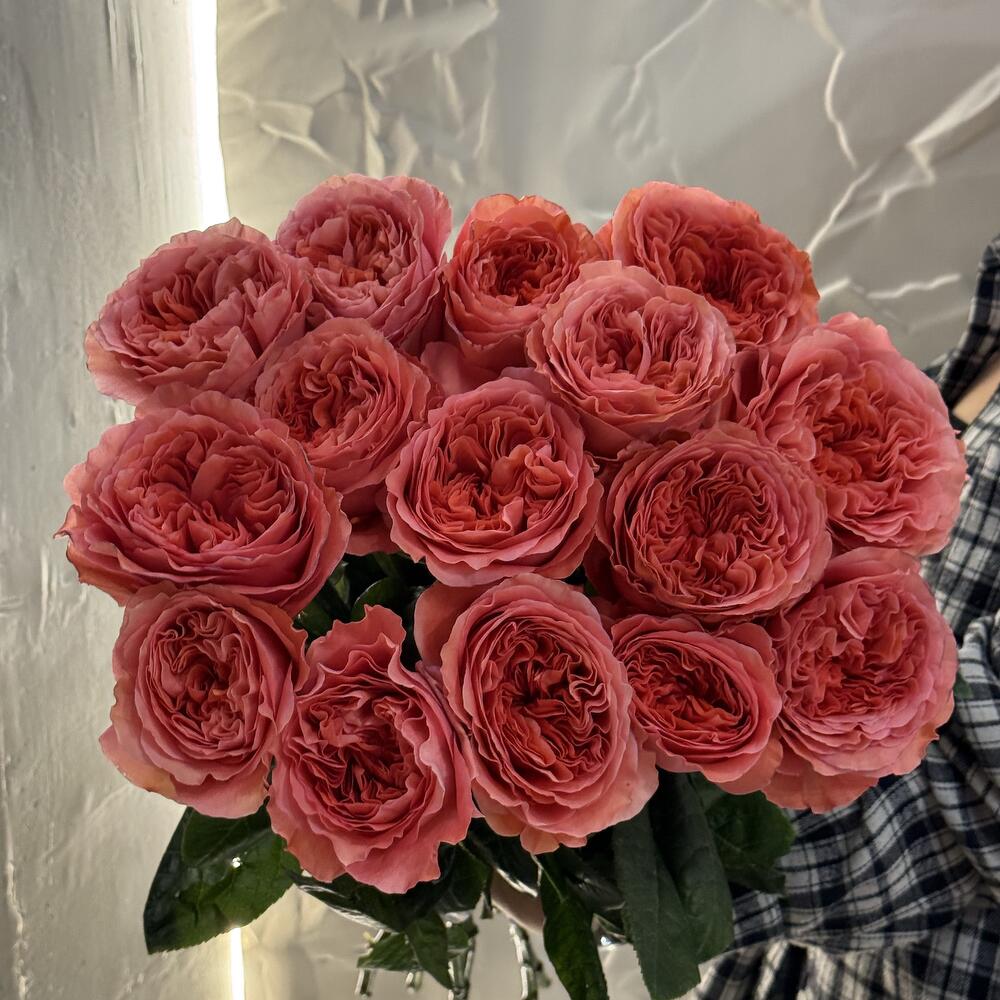 Пионовидные розы